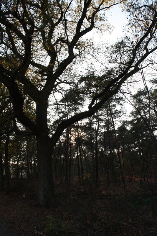 Fase 1: bouwklaar maken — foto 6
